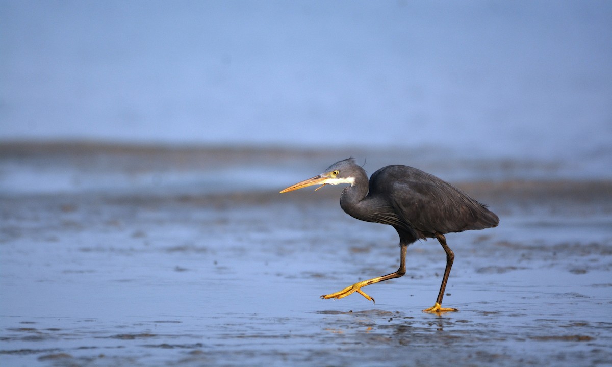 Western Reef-Heron - Mohandas Giriyappa