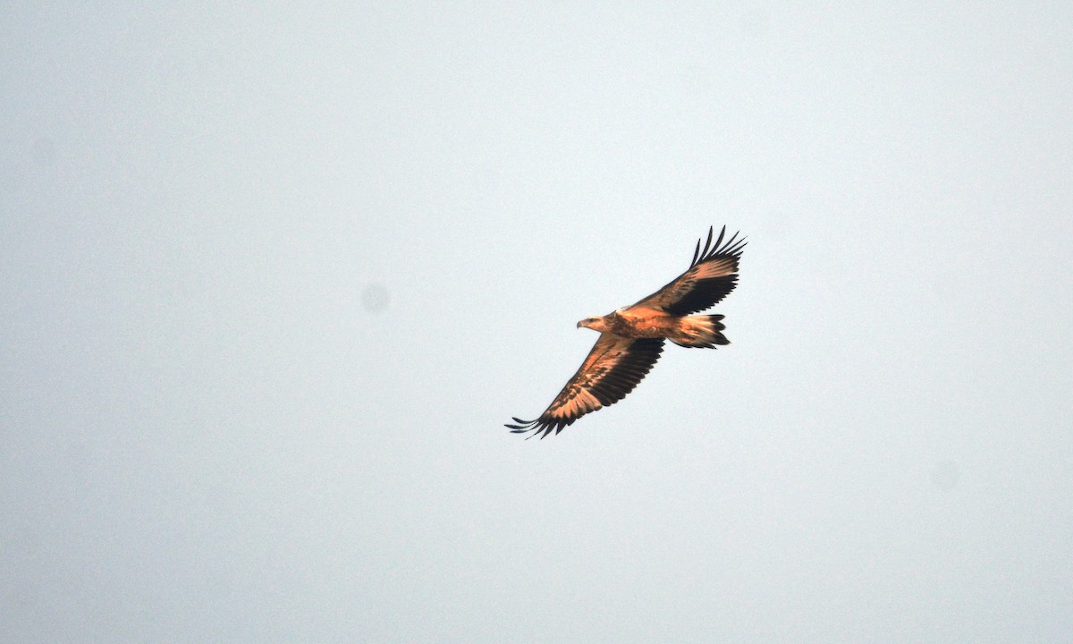 White-bellied Sea-Eagle - ML89622901