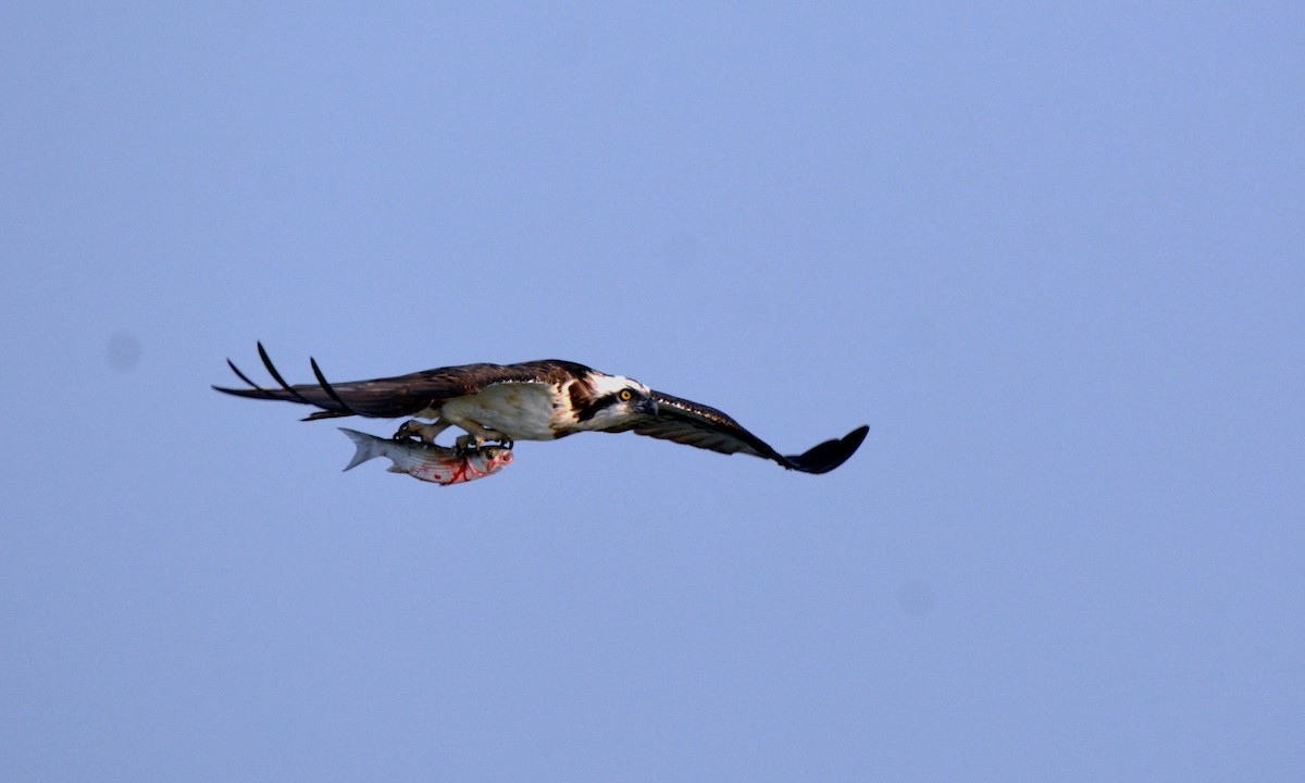 Águila Pescadora - ML89623071