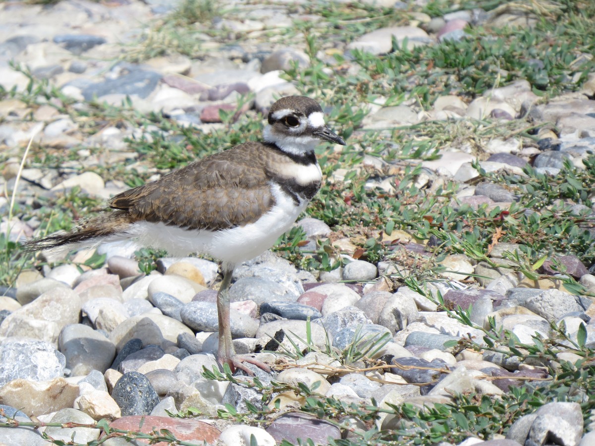 Killdeer - ML89623211