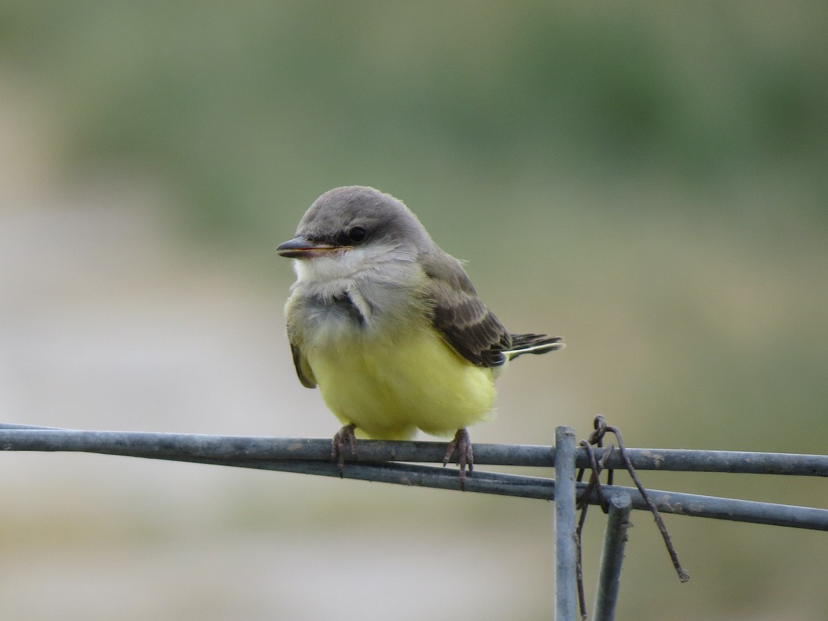 Western Kingbird - ML89623411