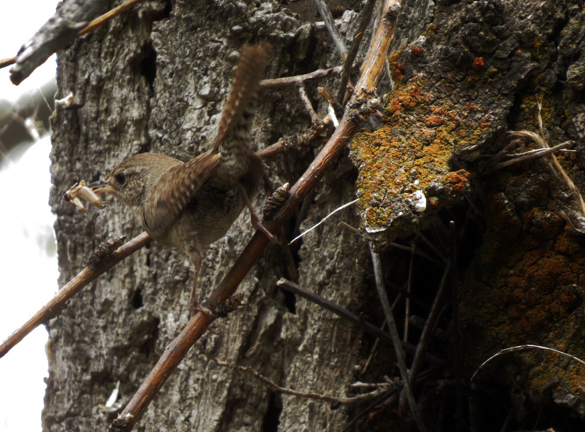 House Wren - ML89624071