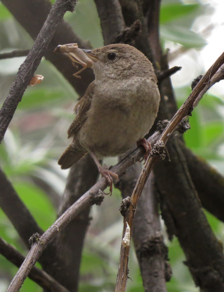 House Wren - ML89624091