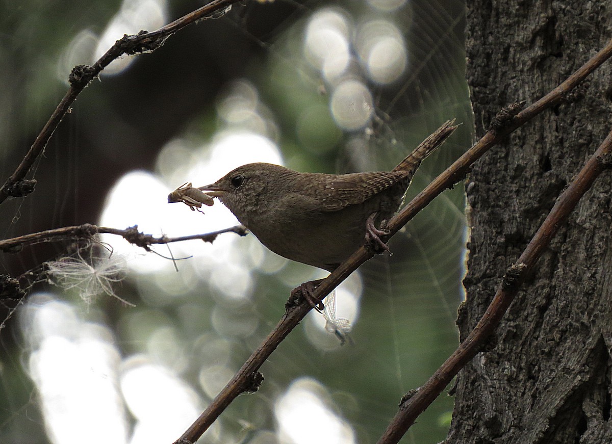 House Wren - Marya Moosman