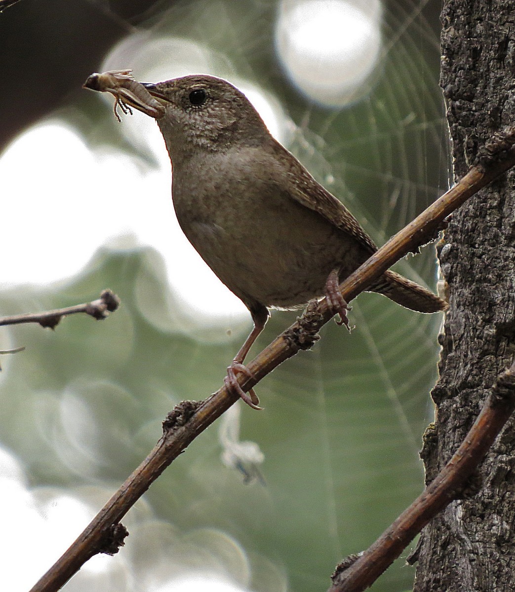 House Wren - ML89624171