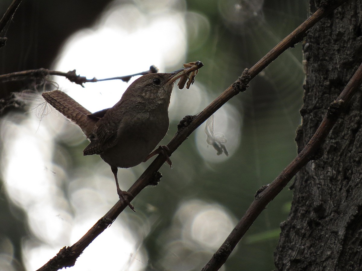 House Wren - Marya Moosman