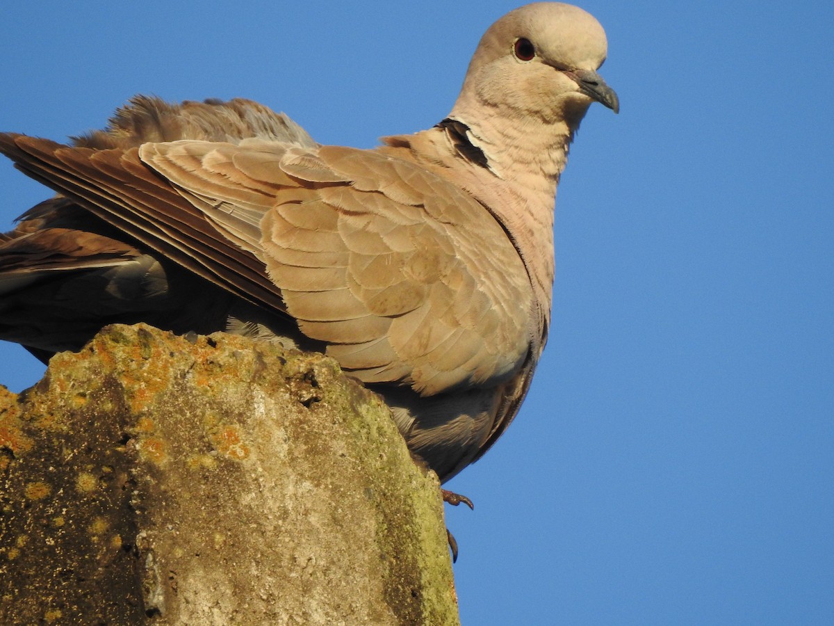 Eurasian Collared-Dove - ML89625001