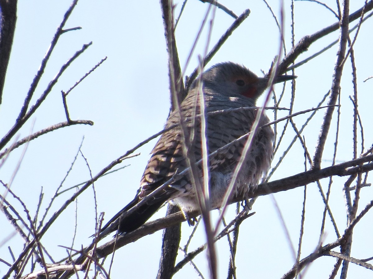 Northern Flicker - ML89627171