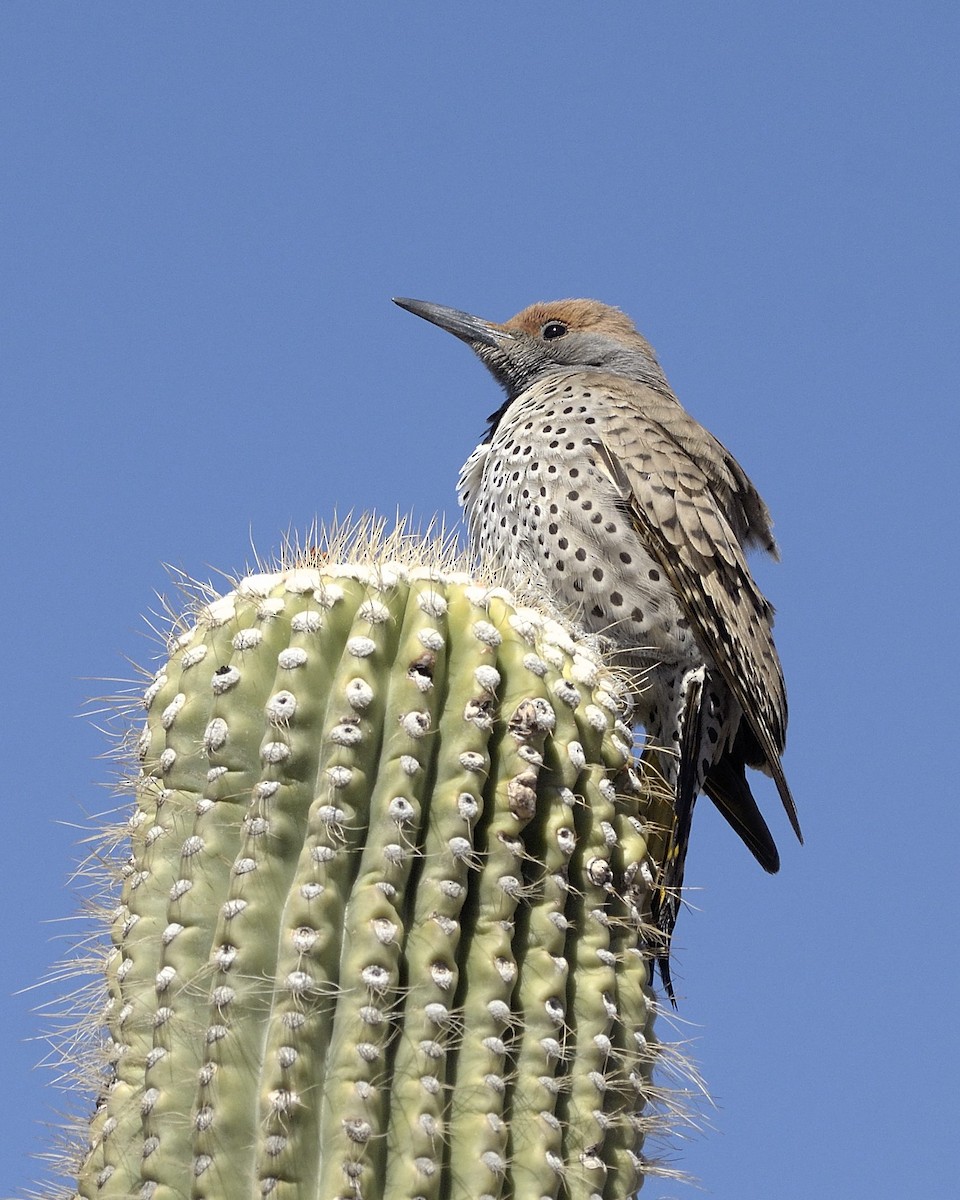 Gilded Flicker - ML89627261