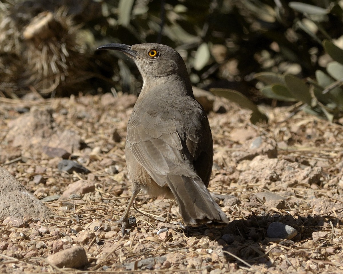 Curve-billed Thrasher - ML89627441