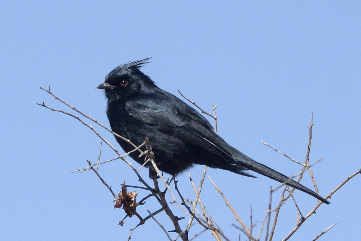 Capulinero Negro - ML89627671