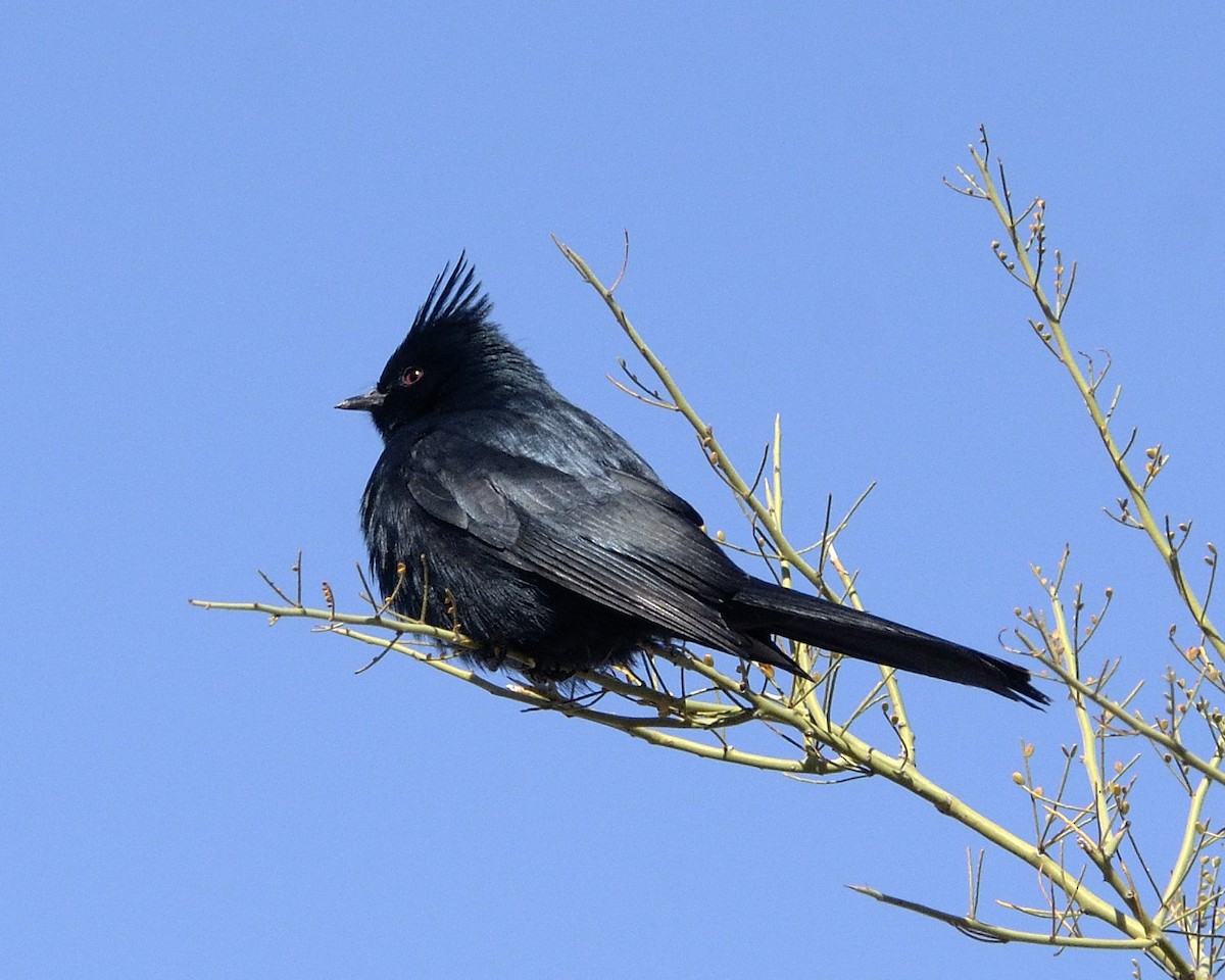 Capulinero Negro - ML89627681