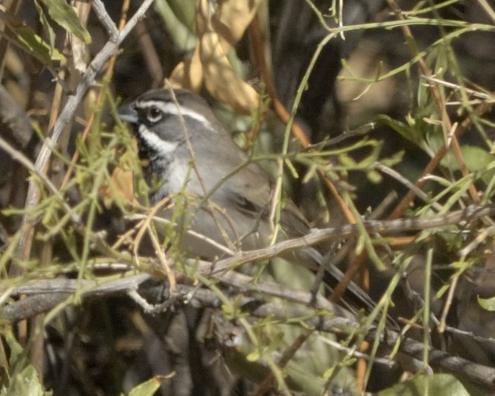 Black-throated Sparrow - Heather Pickard