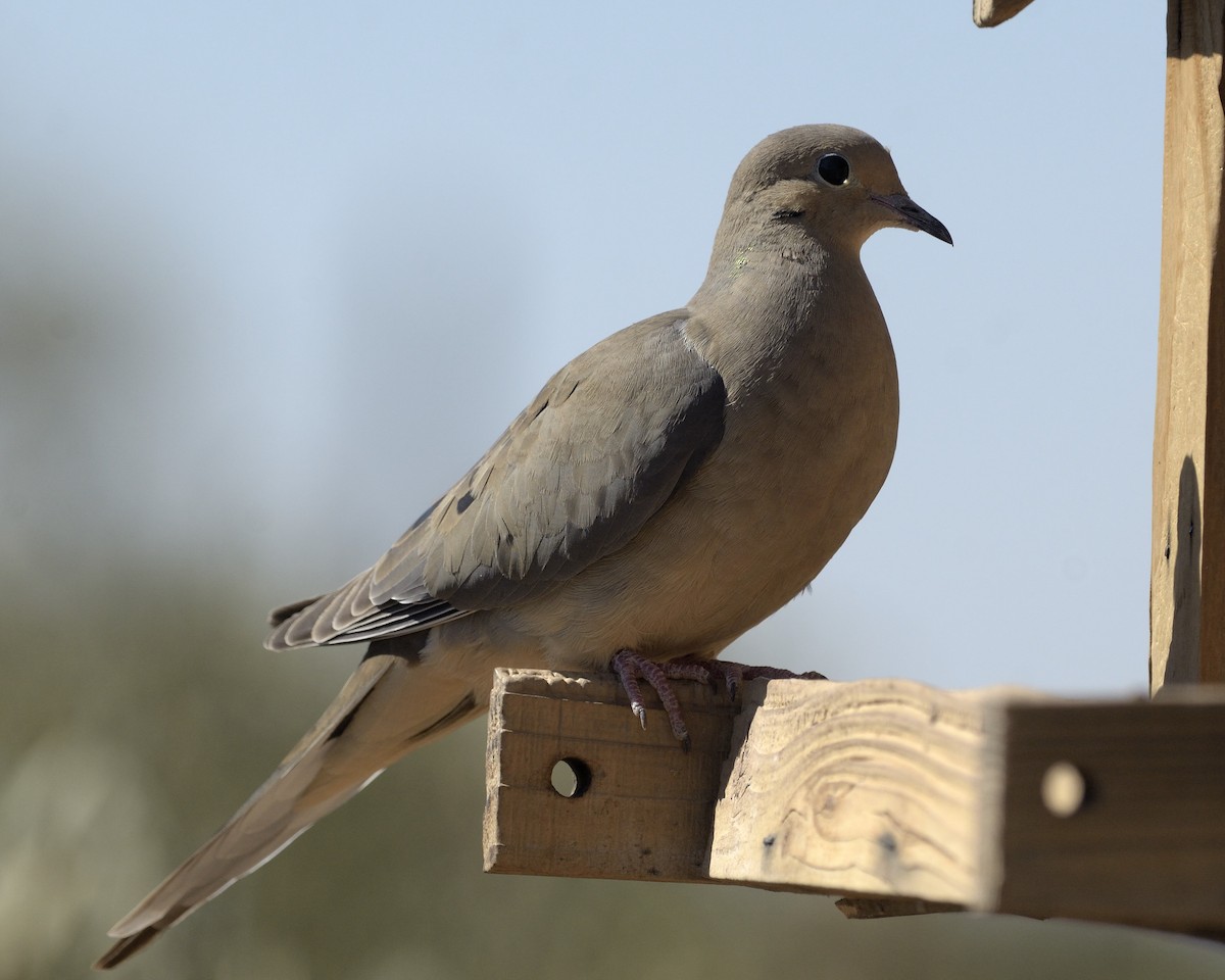 Mourning Dove - ML89628721