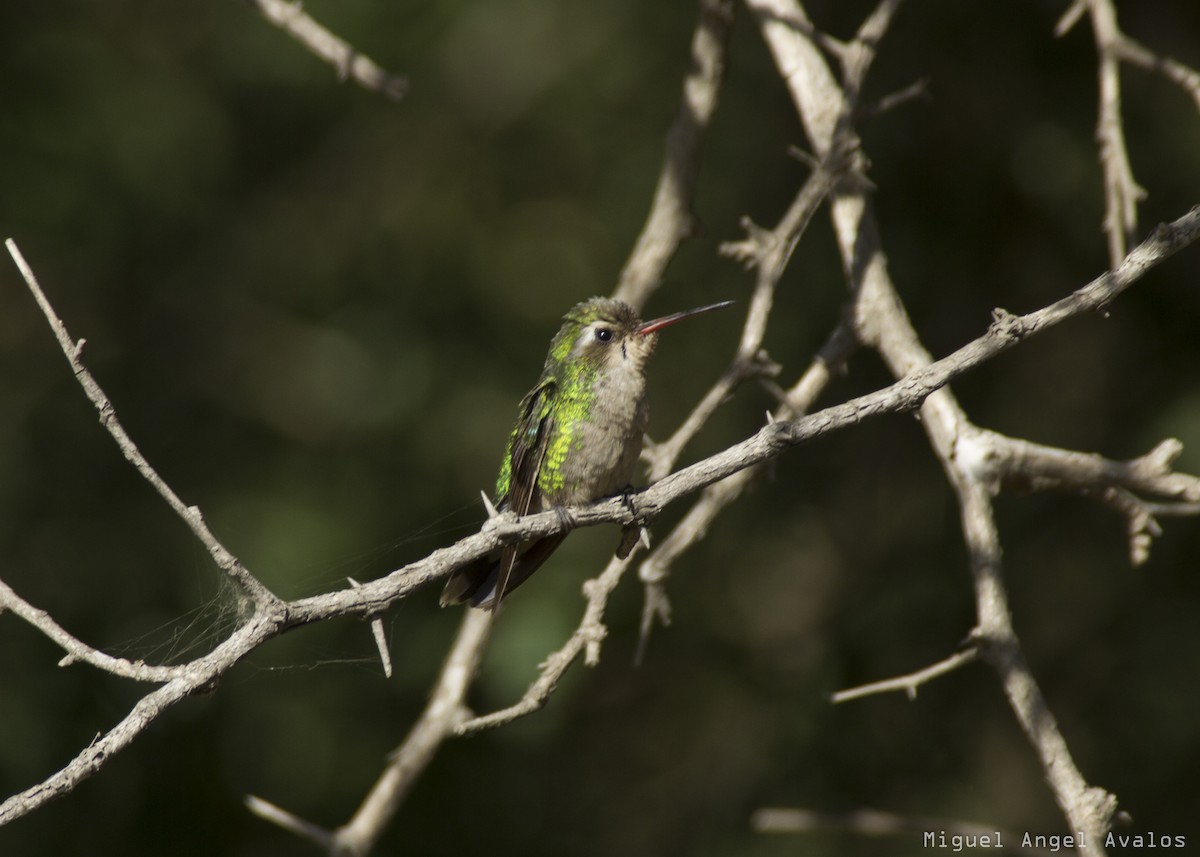 Glittering-bellied Emerald - ML89629821