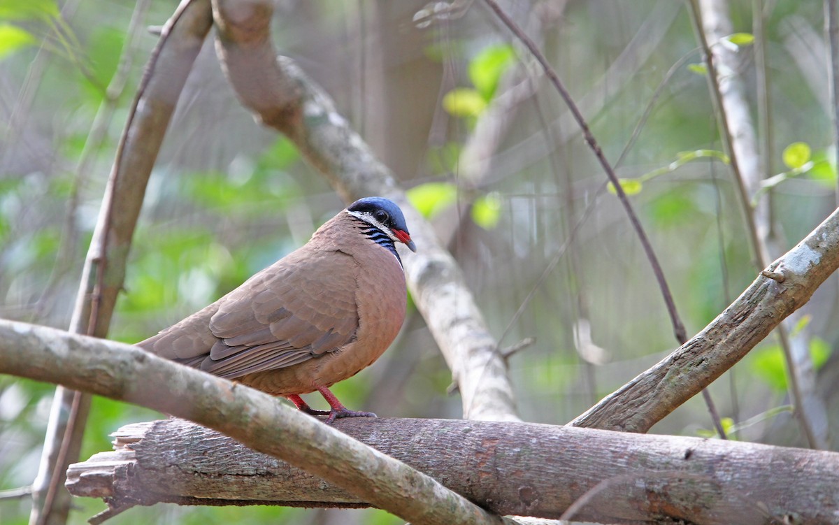 Blue-headed Quail-Dove - ML89630191