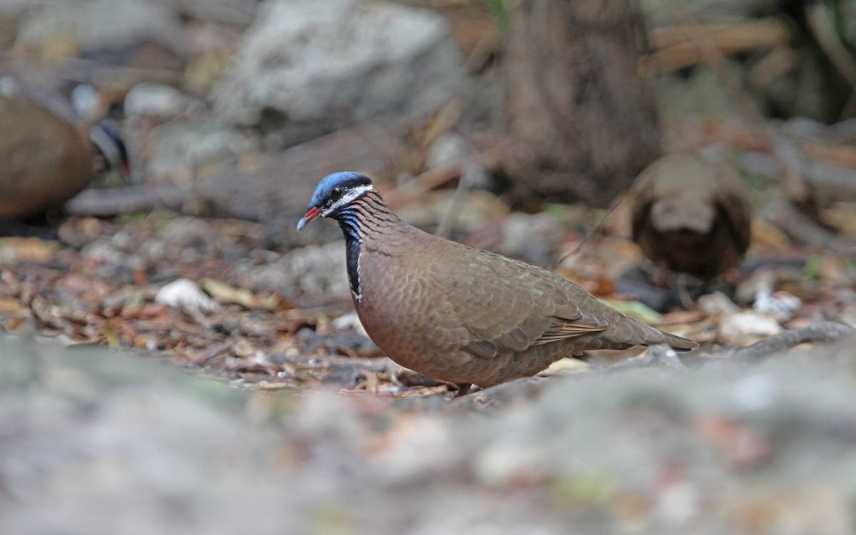 Blue-headed Quail-Dove - ML89632121