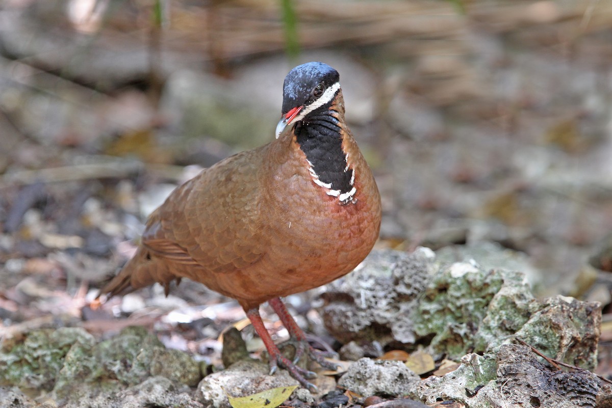 Blue-headed Quail-Dove - ML89632211