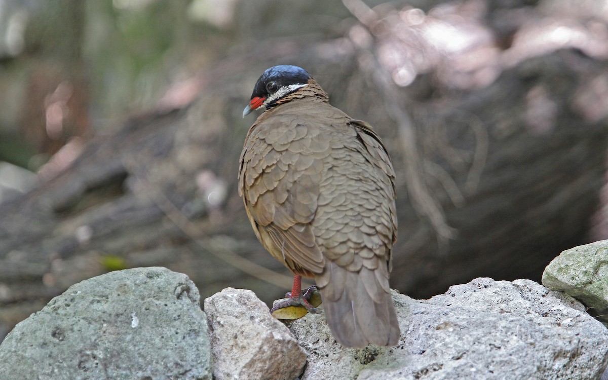 Blue-headed Quail-Dove - ML89632321