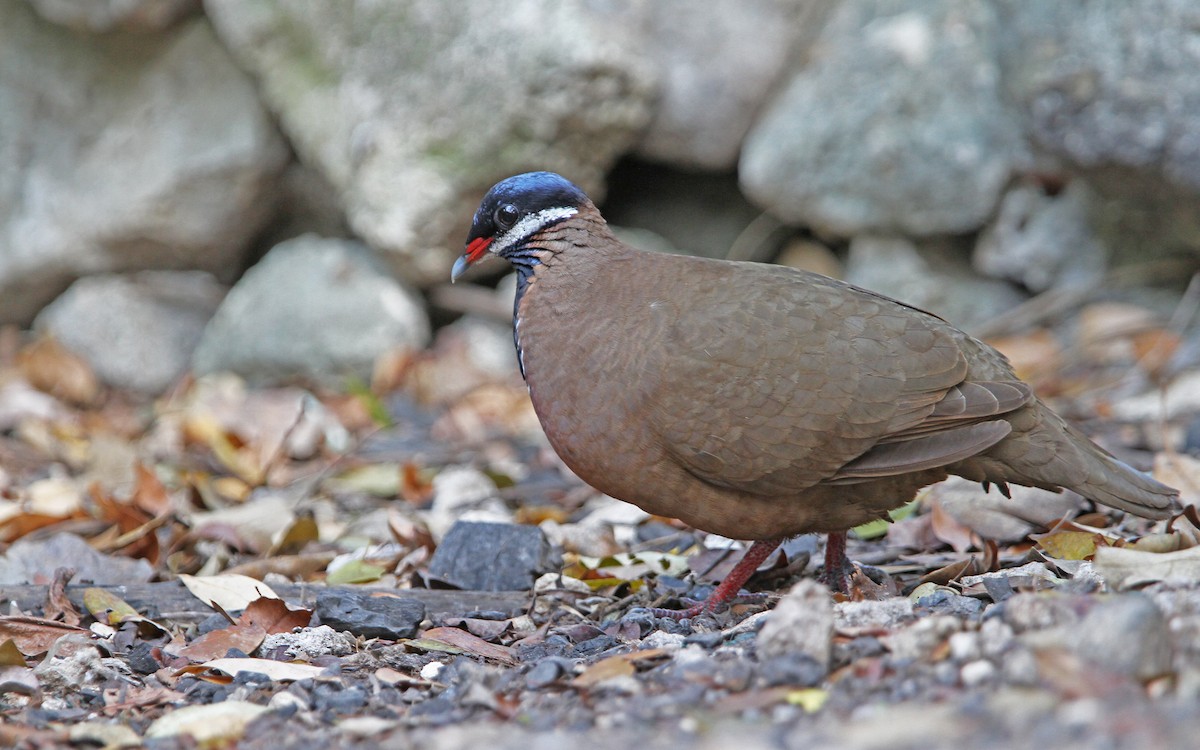 Blue-headed Quail-Dove - ML89632331