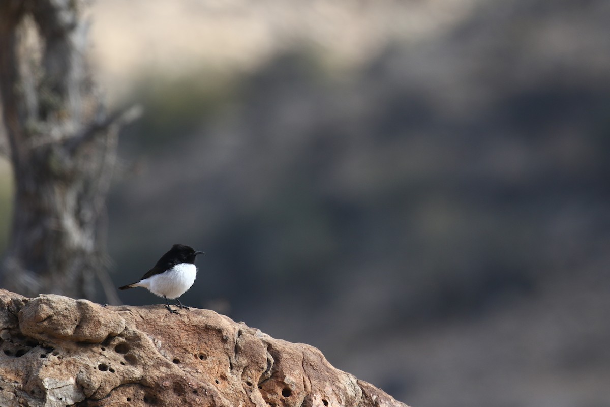 Hume's Wheatear - Bassel Abi Jummaa