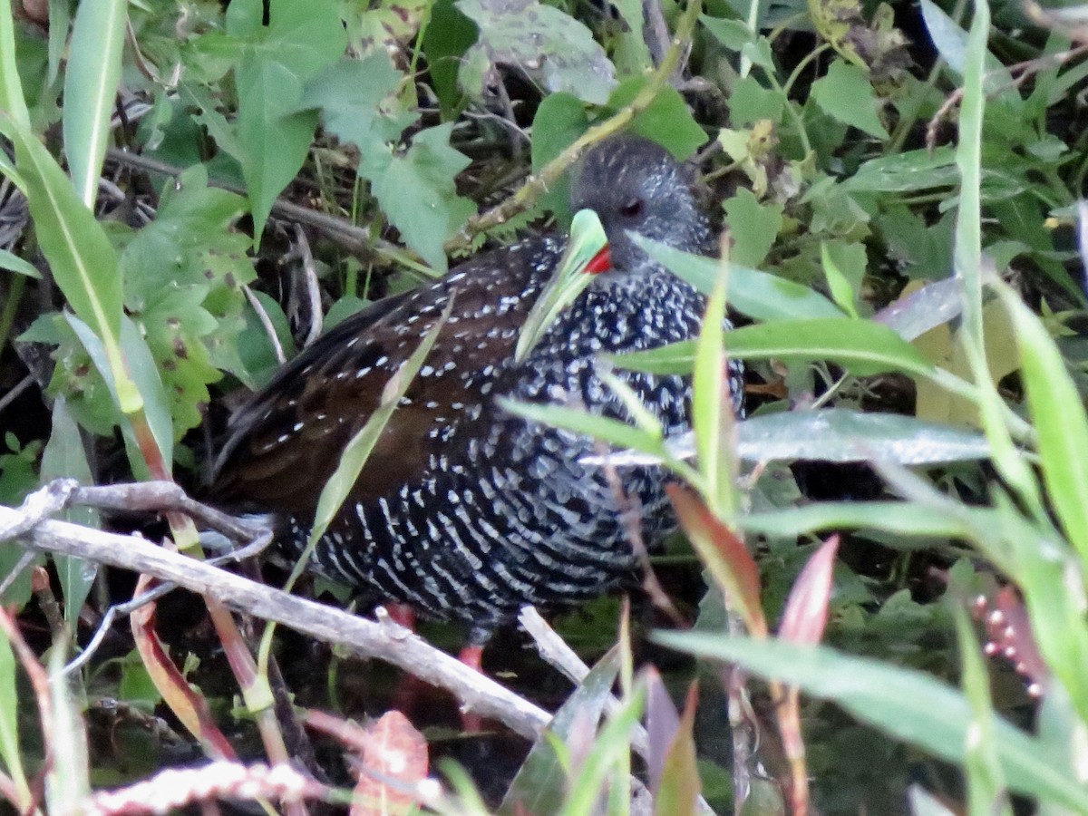 Spotted Rail - ML89633241