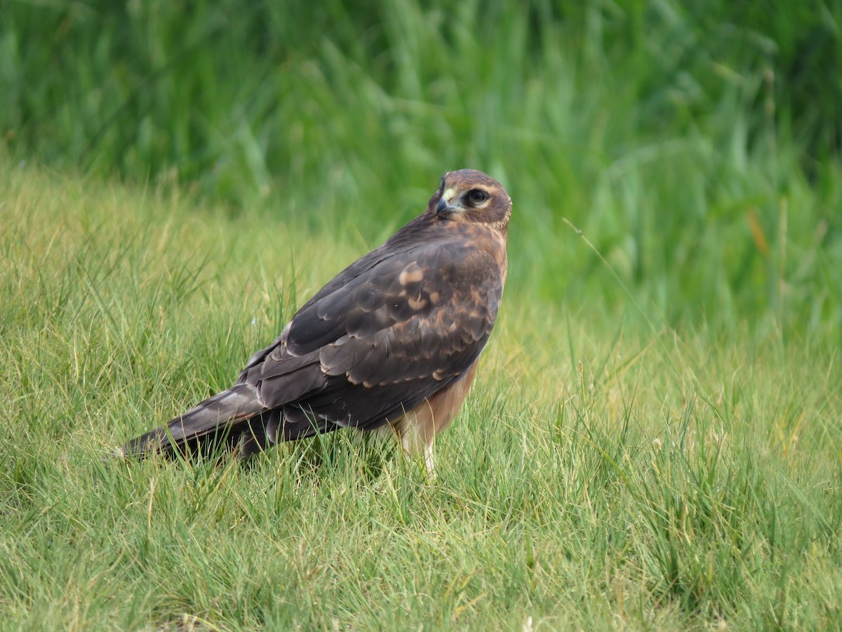 Northern Harrier - Marya Moosman