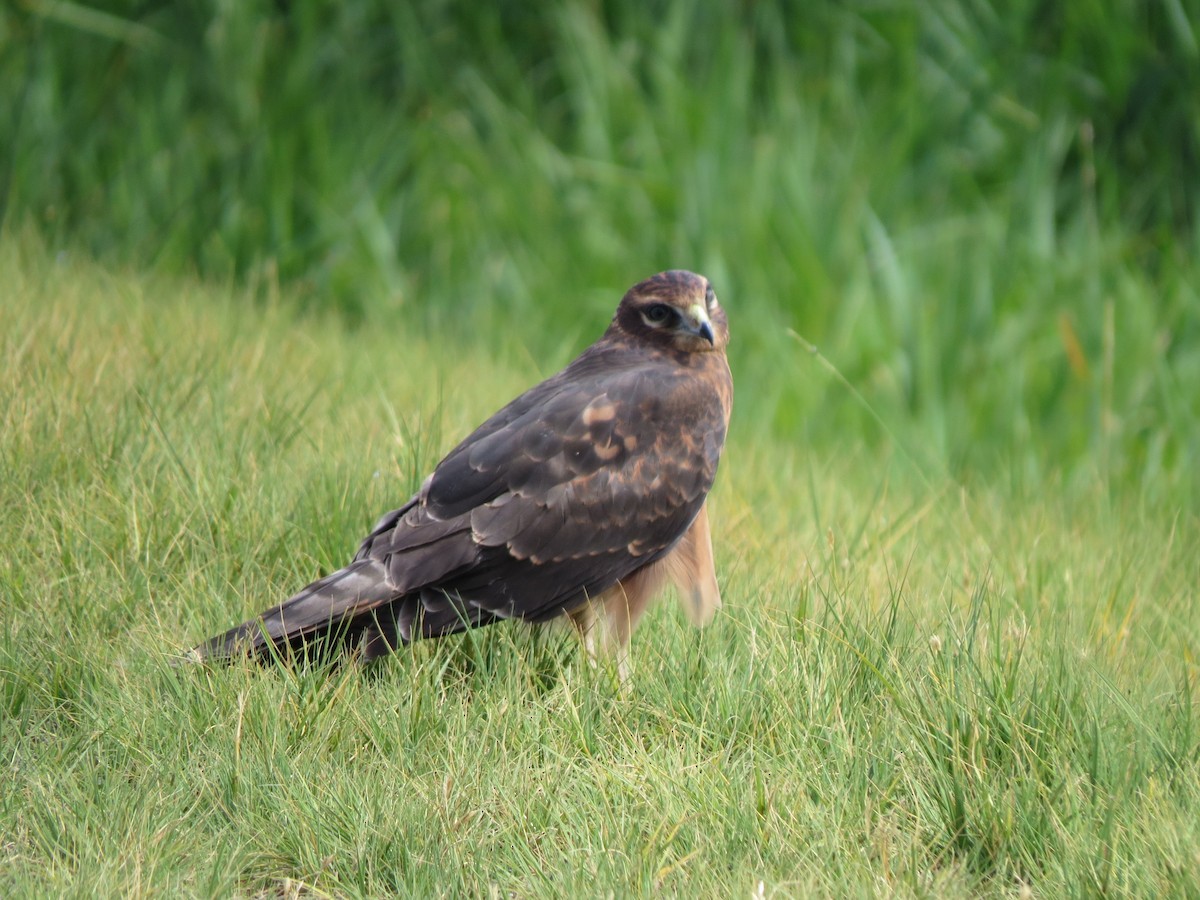 Northern Harrier - Marya Moosman