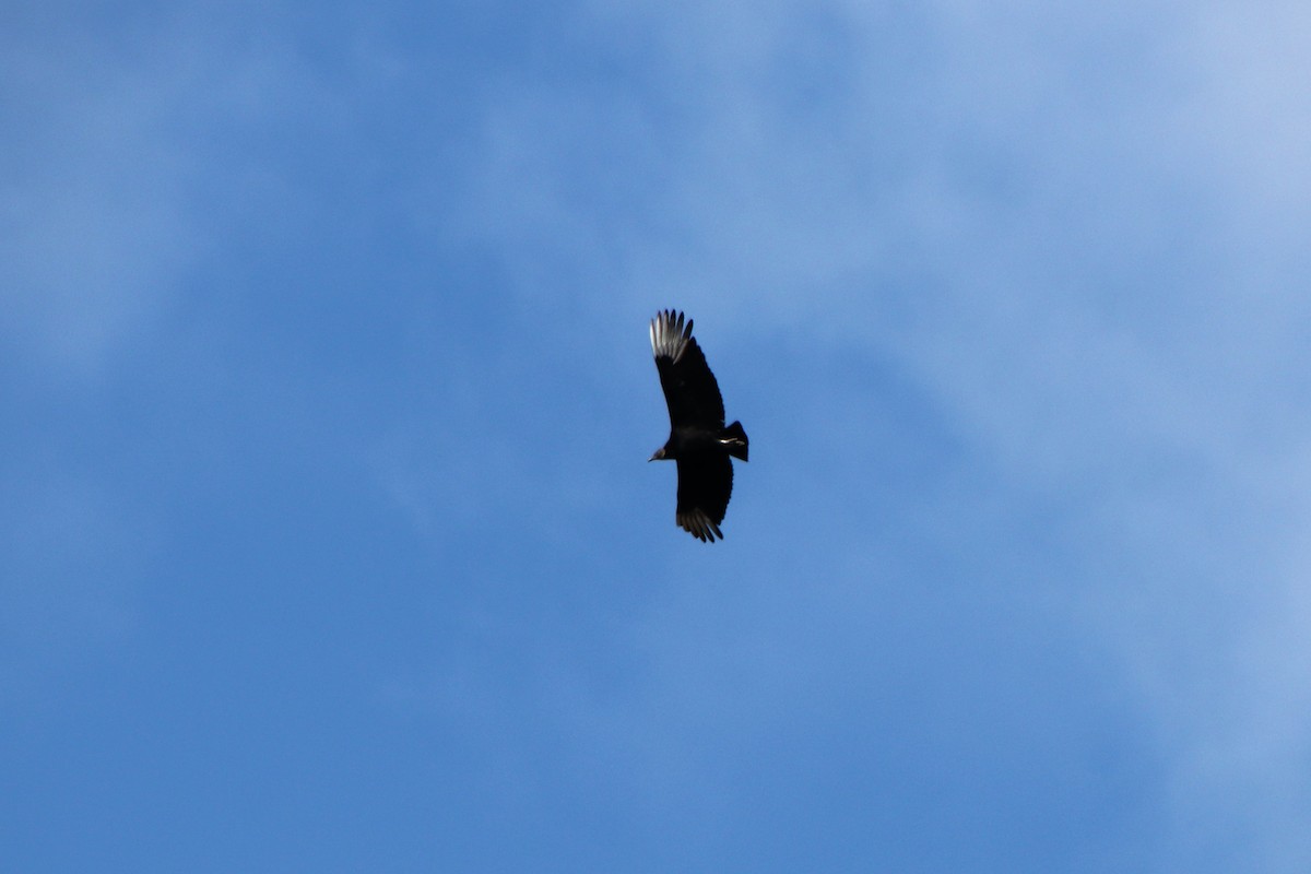 Black Vulture - ML89633661