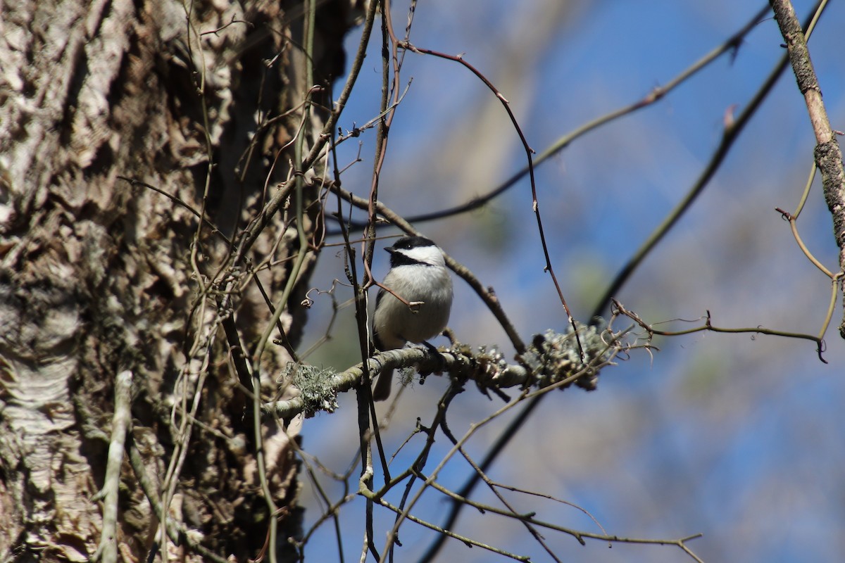 Carolina Chickadee - ML89634141