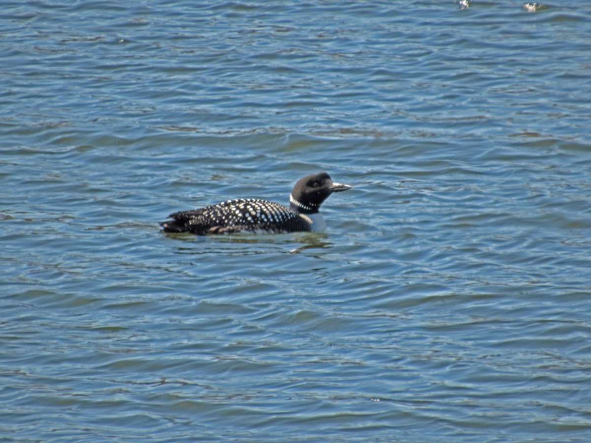 Common Loon - ML89634611