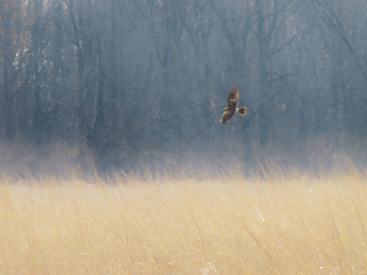 Northern Harrier - Kevin Topping