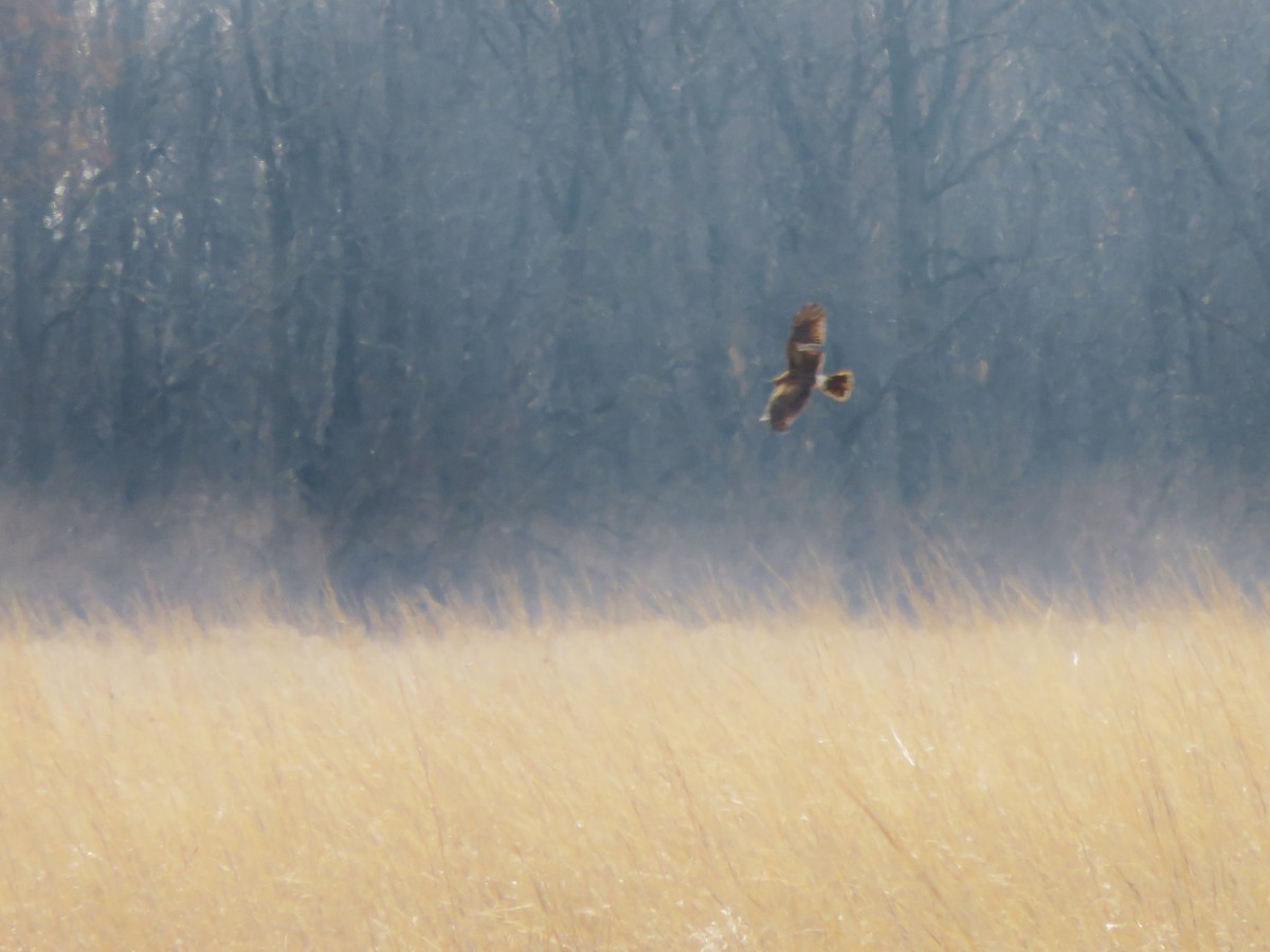 Northern Harrier - ML89634761