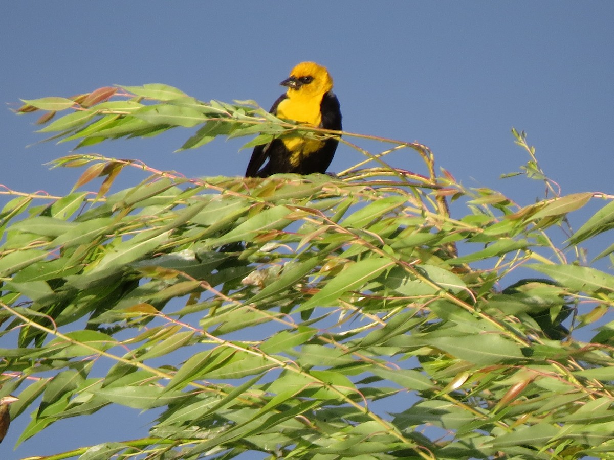 Yellow-headed Blackbird - Marya Moosman