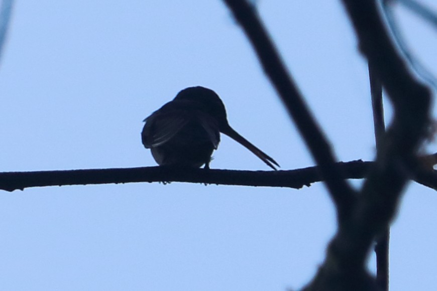 Long-billed Starthroat - Alta Tanner