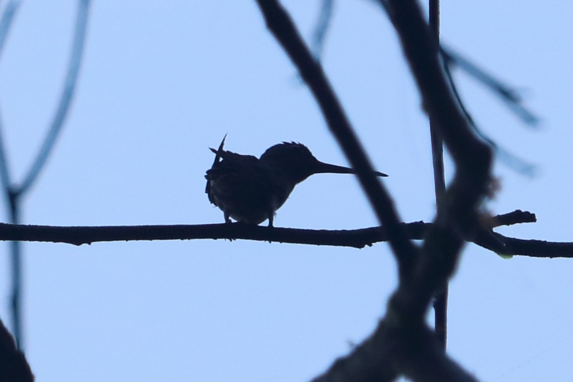 kolibřík hvězdohrdlý - ML89635121