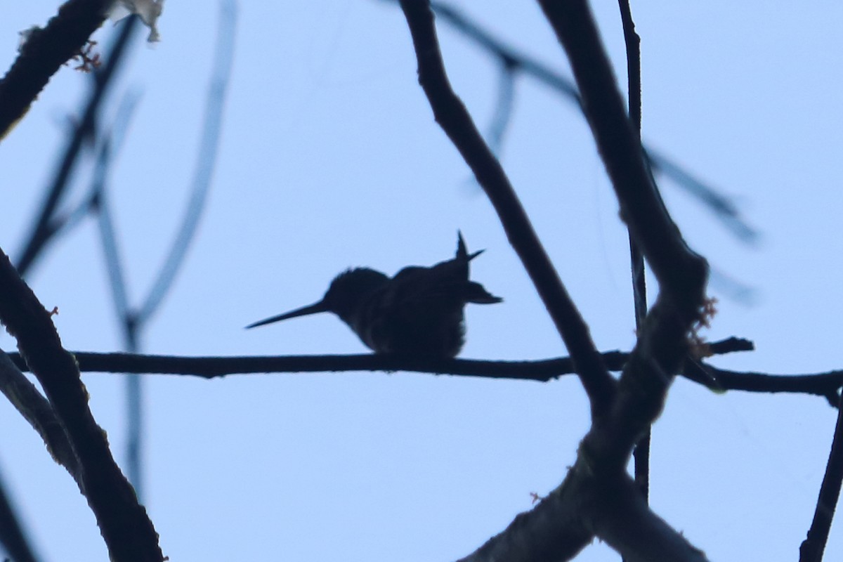 Long-billed Starthroat - ML89635131