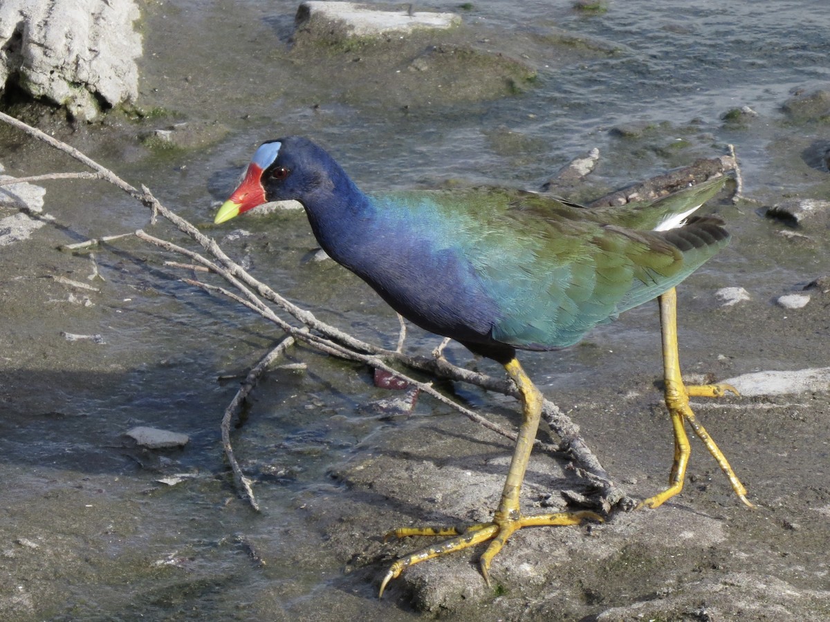 Purple Gallinule - Roger Woodruff