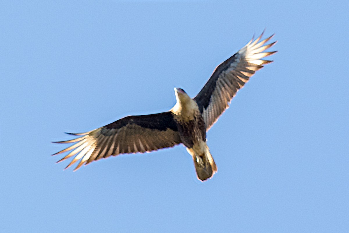 Crested Caracara (Northern) - ML89635731