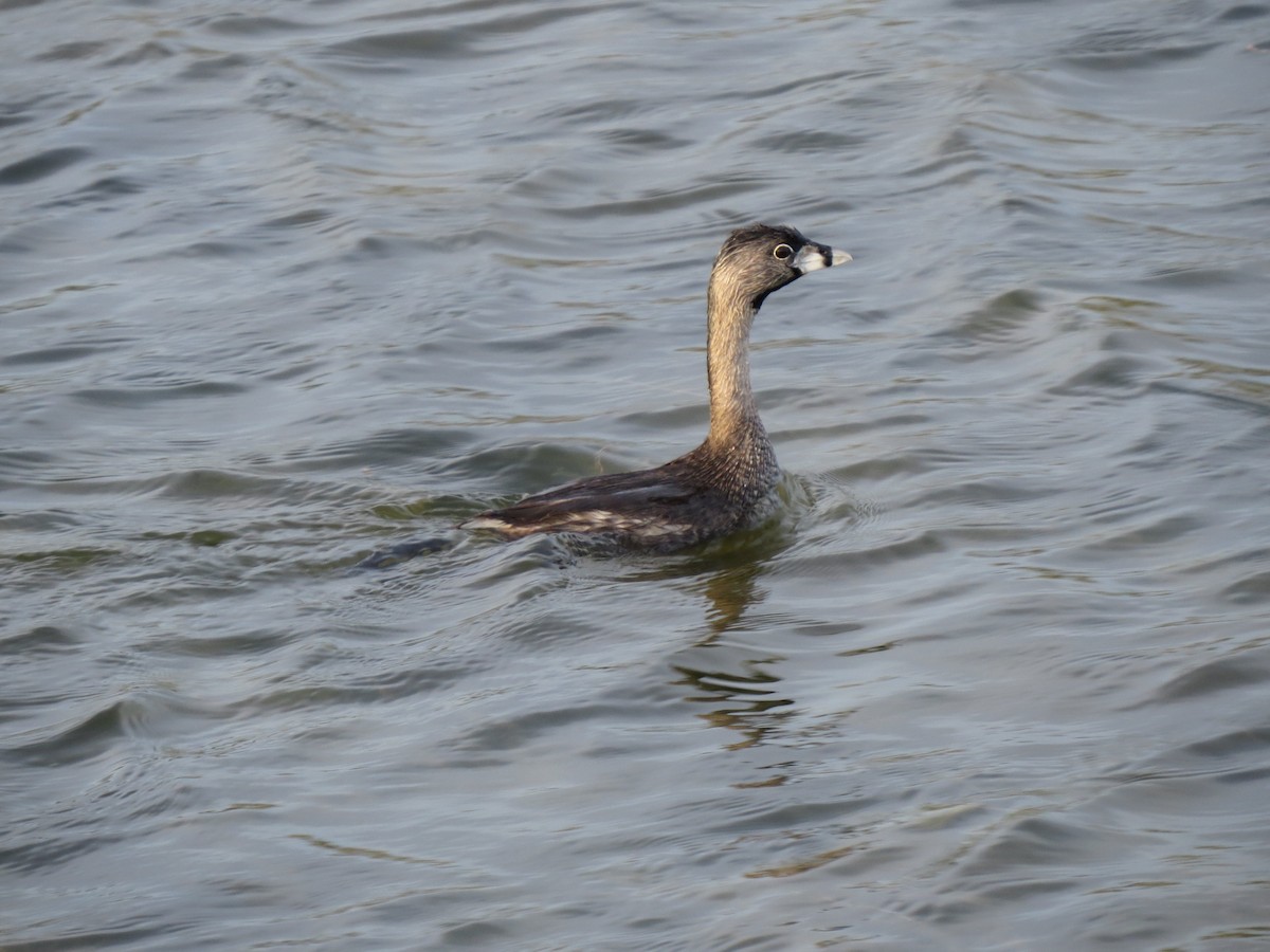 Pied-billed Grebe - ML89637061