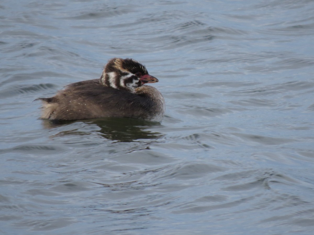 Pied-billed Grebe - ML89637071