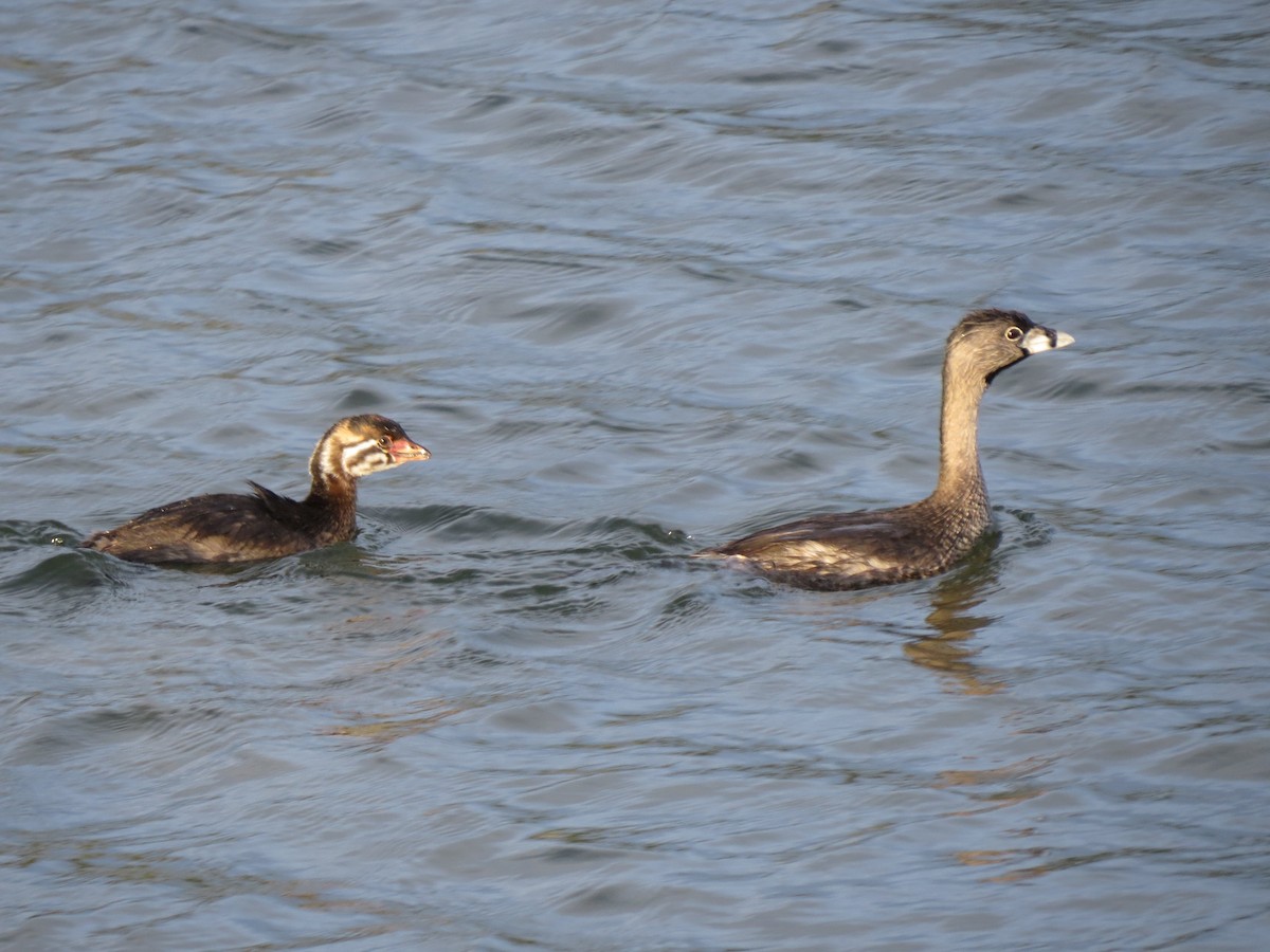 Pied-billed Grebe - Marya Moosman