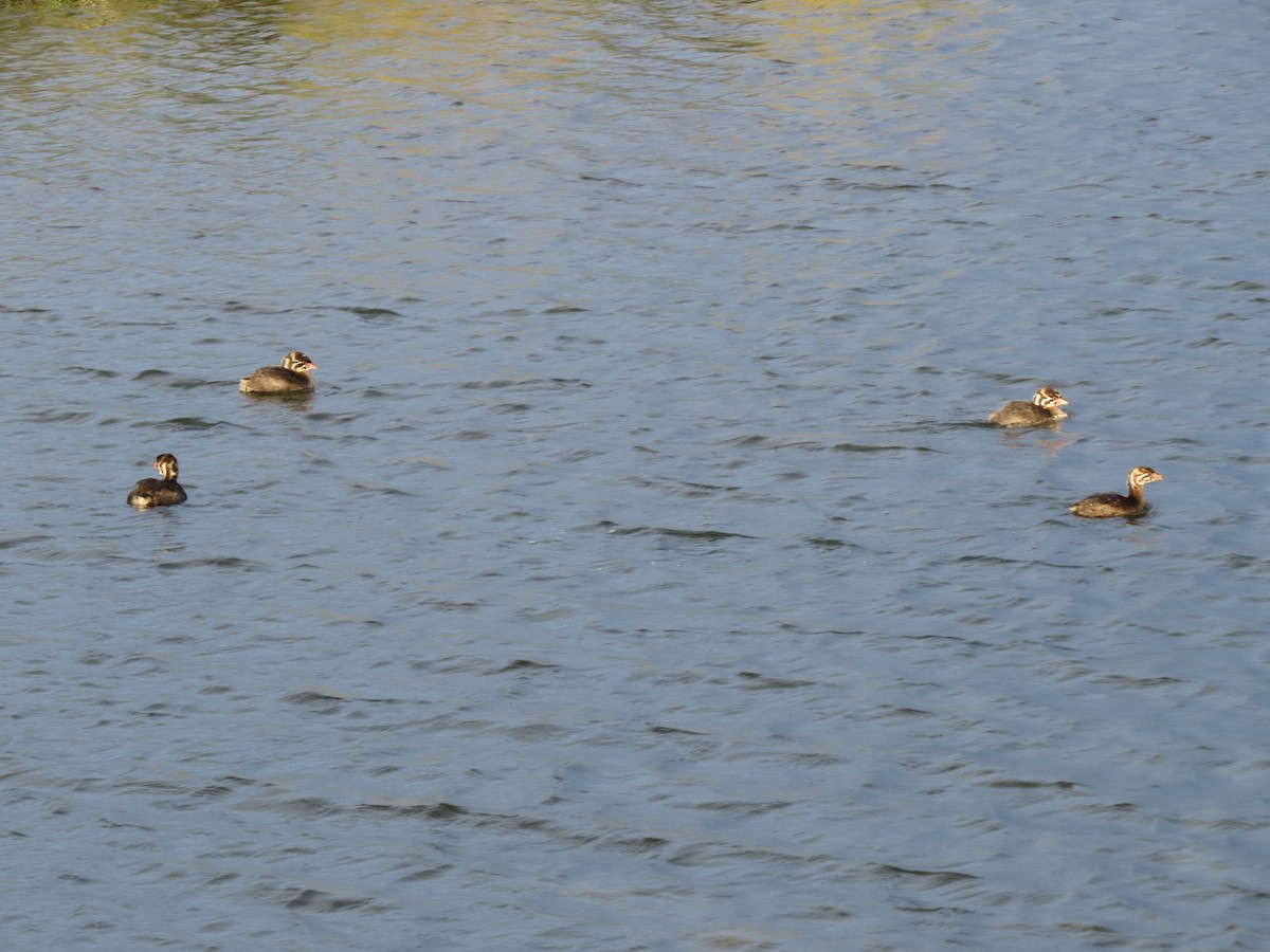 Pied-billed Grebe - ML89637091