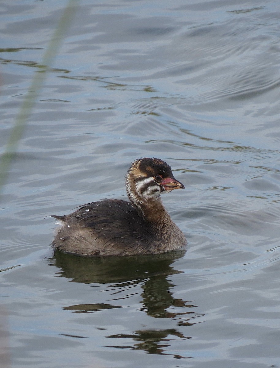 Pied-billed Grebe - ML89637131