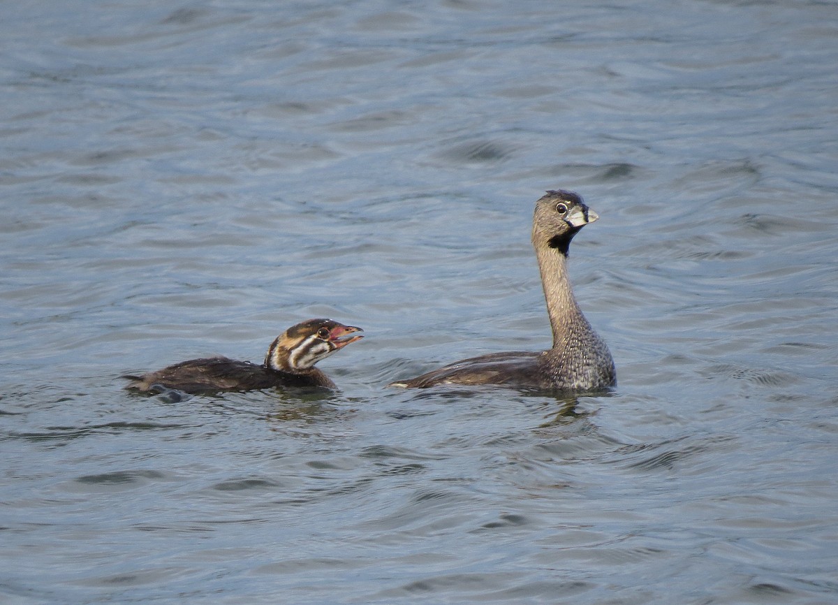 Pied-billed Grebe - ML89637151