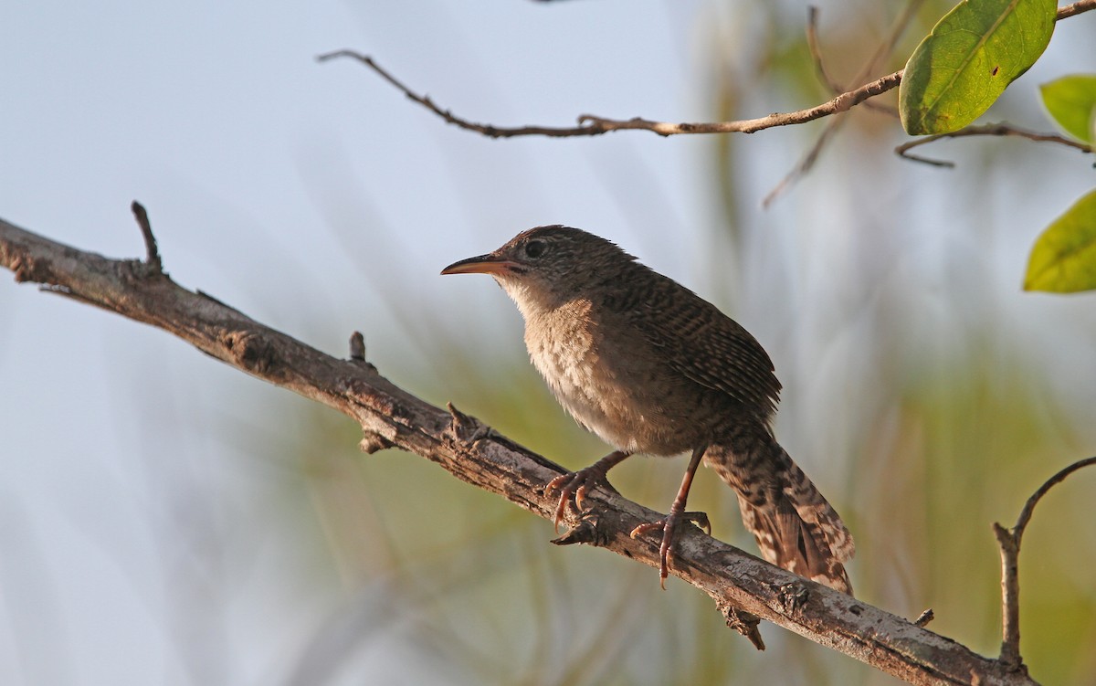 Cucarachero de Zapata - ML89637201