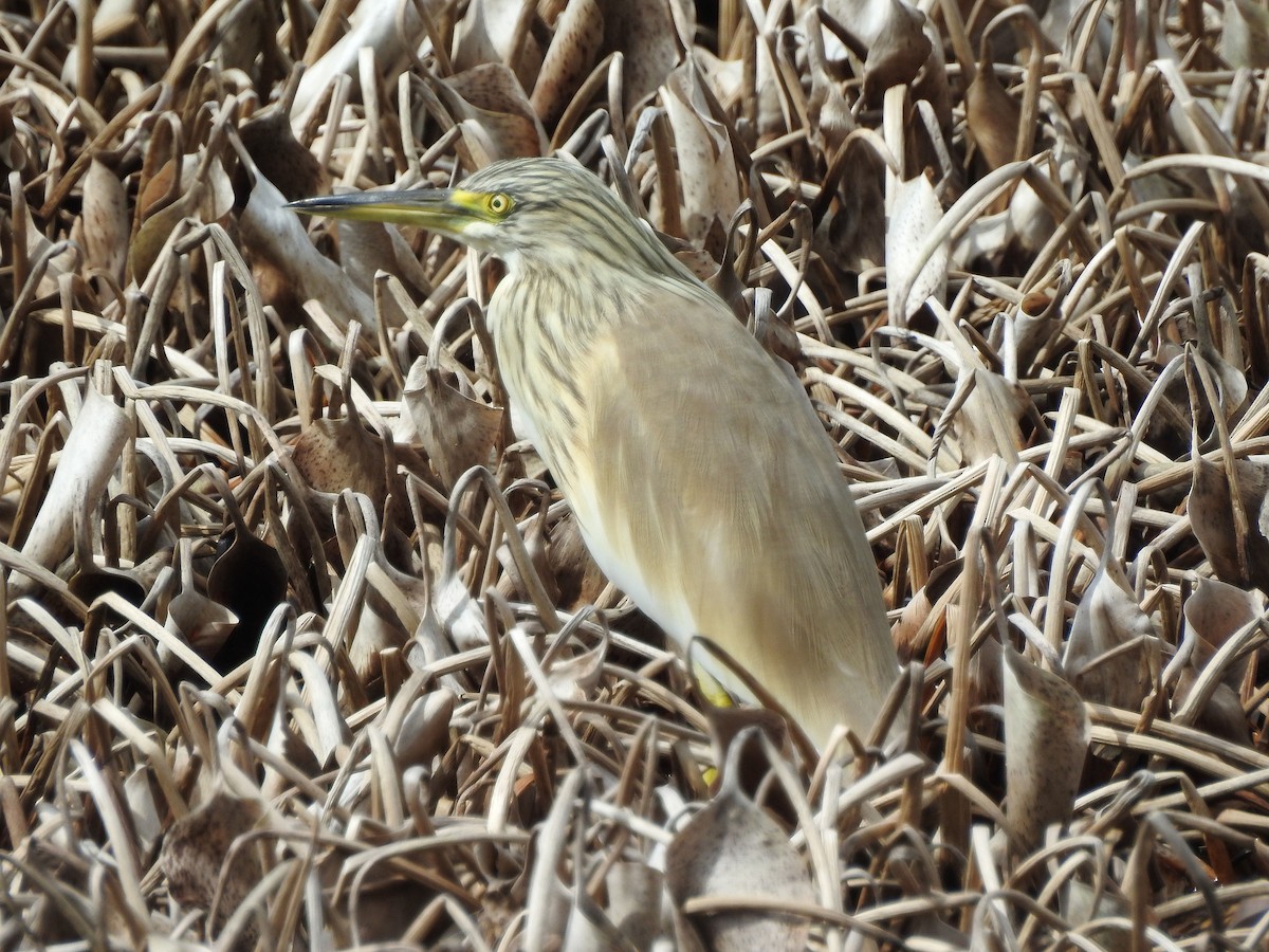 Squacco Heron - ML89638511