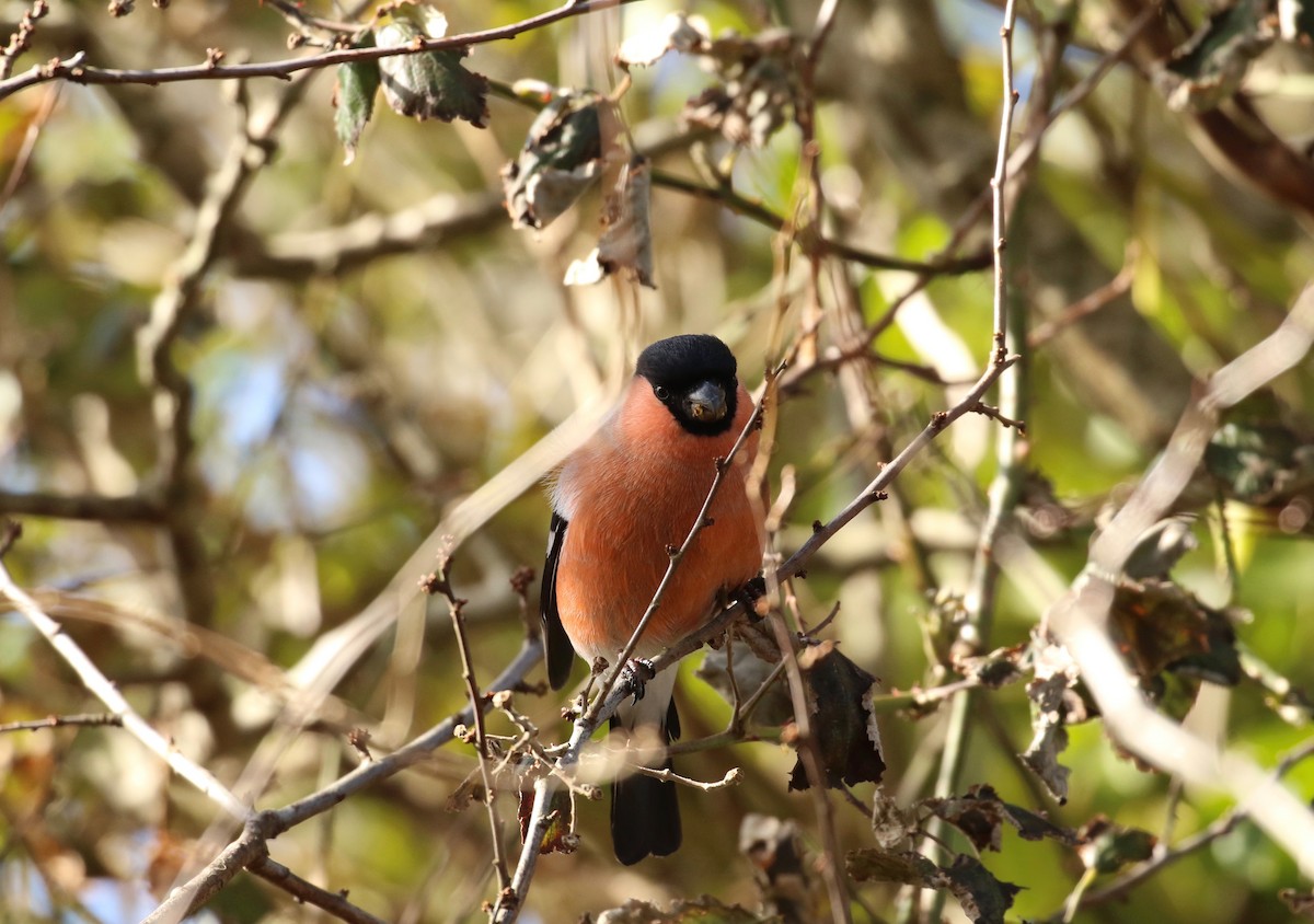 Eurasian Bullfinch - Pamela Barton