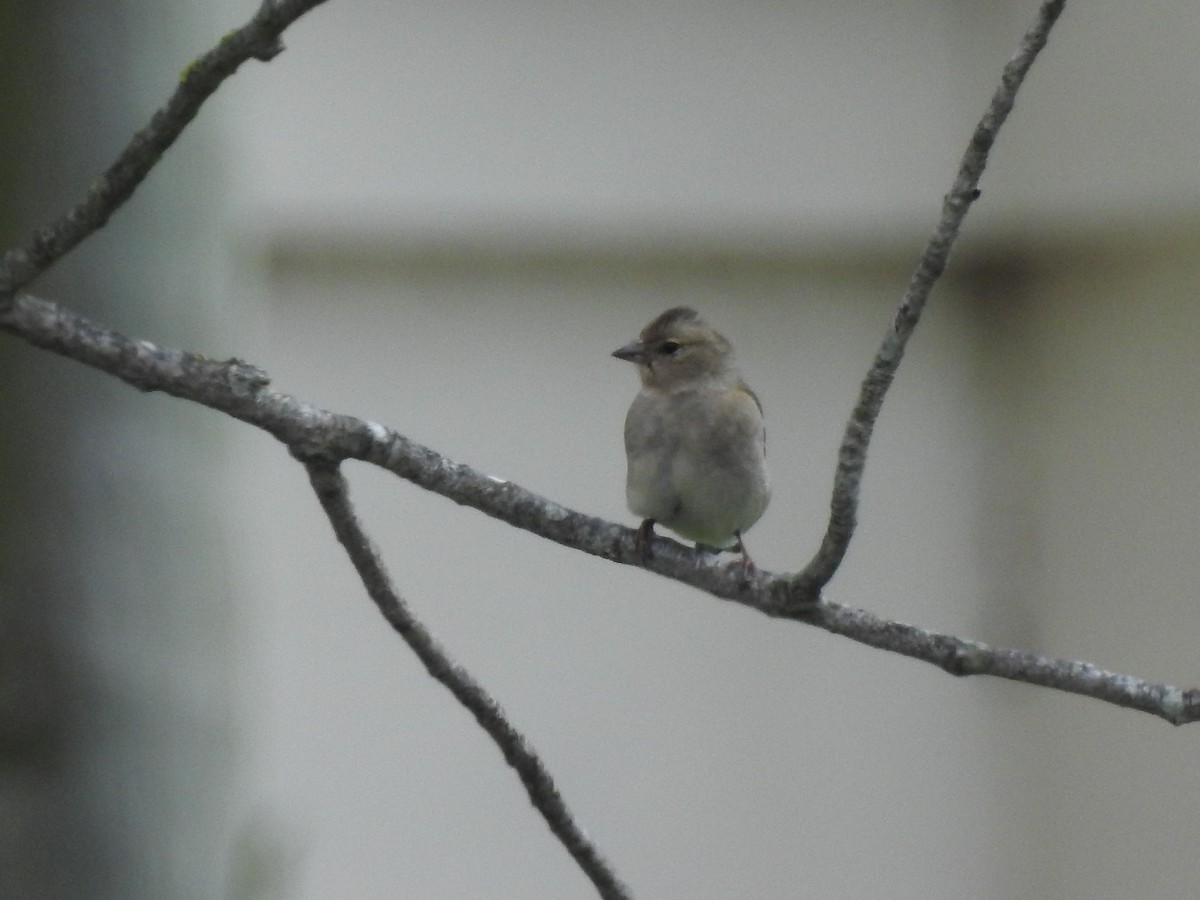 Common Chaffinch - ML89639411