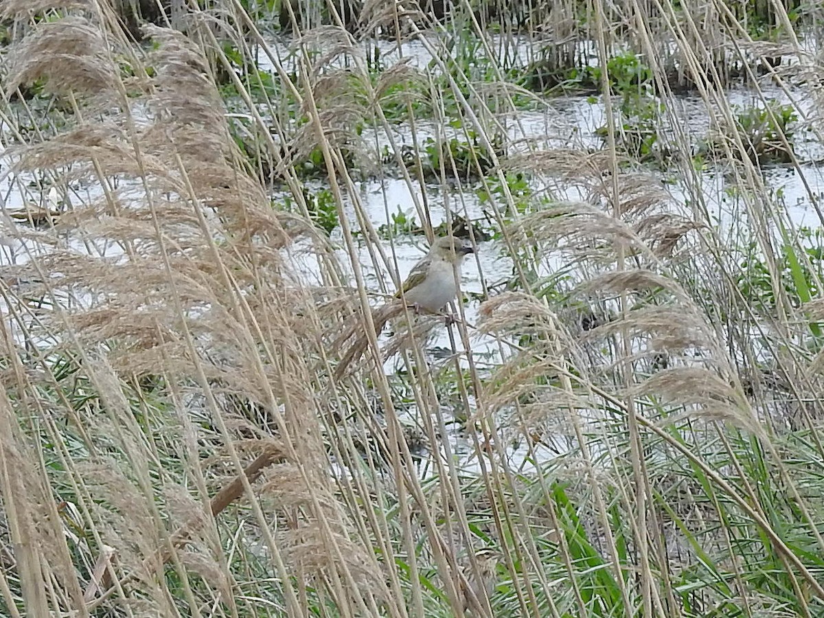 Black-headed Weaver - ML89640091